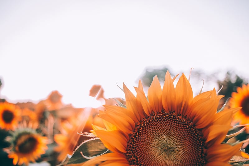 Sunflowers